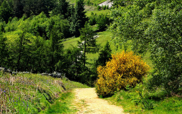 Картинка природа дороги солнце великобритания лето тропинка кусты трава деревья cleveland hills