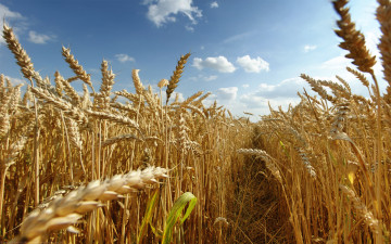 Картинка природа поля поле пшеница колосья тропинка небо облака