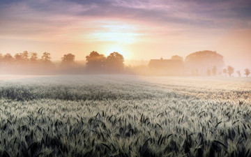 Картинка природа восходы закаты поле туман утро