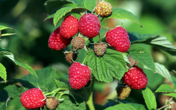 Картинка природа Ягоды малина макро ягоды