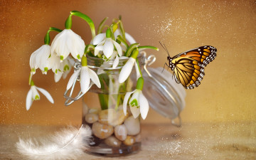 Картинка разное компьютерный+дизайн банка камни цветы подснежники перо бабочка коллаж