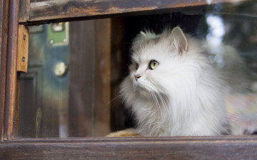 Картинка животные коты взгляд окно пушистая кошка белая