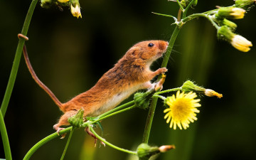 Картинка животные крысы +мыши цветы хвост мышка мышь-малютка