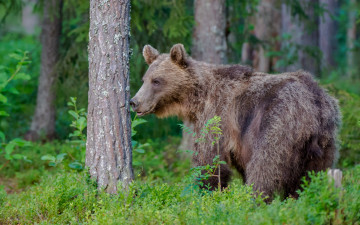 Картинка животные медведи лес топтыгин медведь