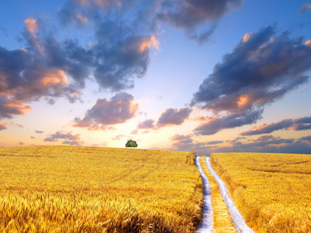 Обои картинки фото природа, дороги, небо, облака, закат, поле, дорога, дерево, пшеница