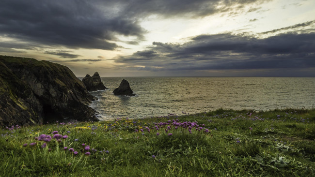 Обои картинки фото природа, побережье, цветы, море, скалы