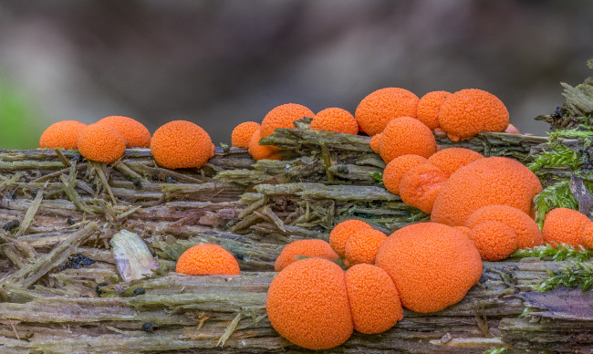 Обои картинки фото природа, грибы, оранжевые, макро