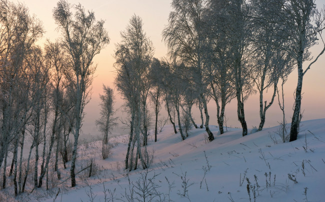 Обои картинки фото природа, зима, снег, берёзы