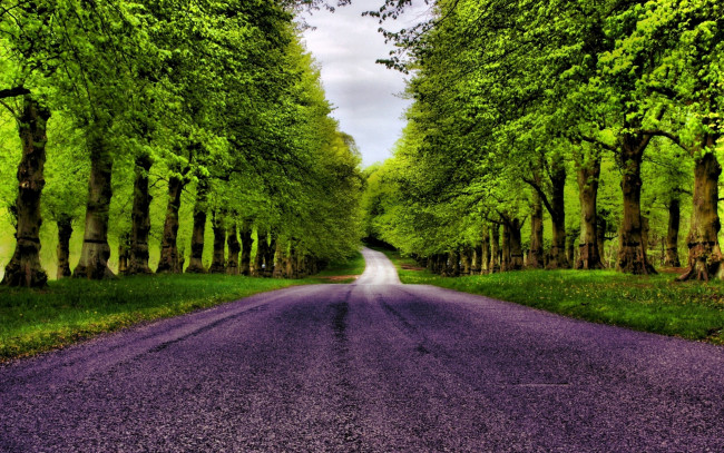 Обои картинки фото природа, дороги, дорога, трава, деревья, лес