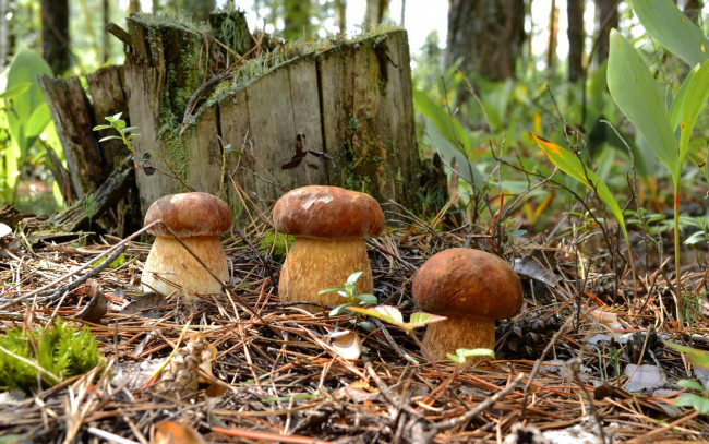 Обои картинки фото природа, грибы, пень, трио, боровики, лес, хвоя