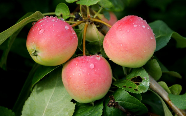Обои картинки фото природа, плоды, яблоки, капли, ветки, листья