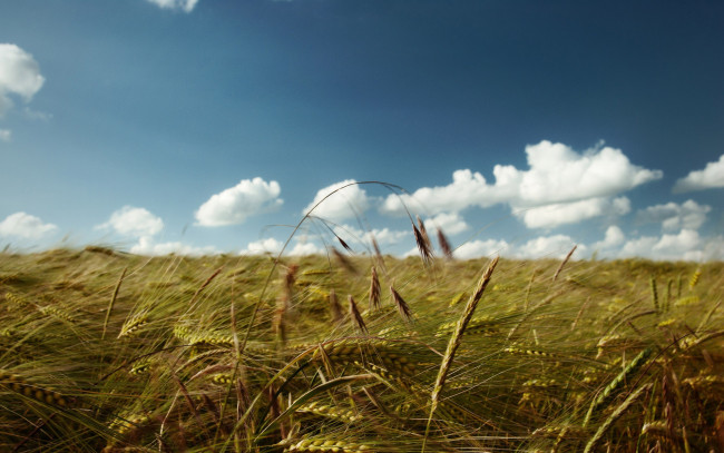 Обои картинки фото природа, поля, поле, пшеница, колосья, небо, облака