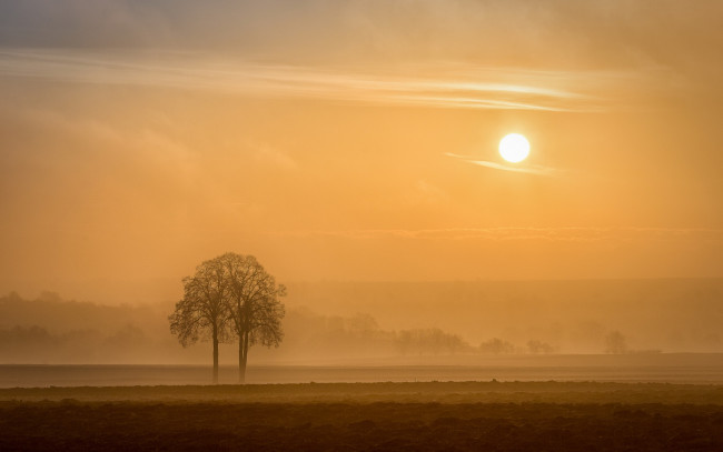 Обои картинки фото природа, восходы, закаты, утро, france, rеgion, alsace, arbre, деревья, поле, туман, солнце