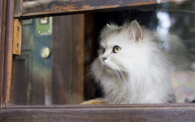 Обои картинки фото животные, коты, взгляд, окно, пушистая, кошка, белая