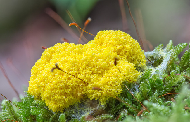 Обои картинки фото природа, грибы, гриб, жёлтый, макро
