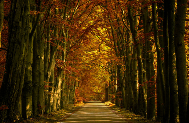 Обои картинки фото природа, дороги, дорожка, деревья, аллея