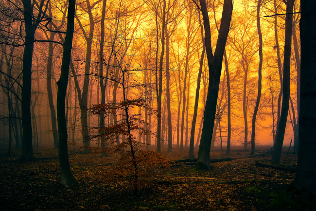 Обои картинки фото природа, лес, деревья, вечер, туман, зарево, осень