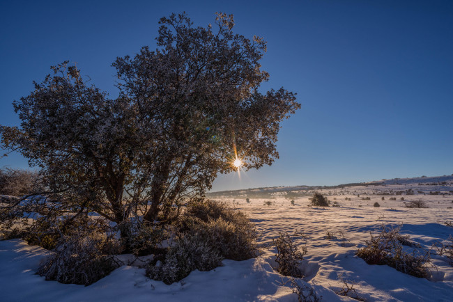 Обои картинки фото природа, зима, свет, снег, лес, поле