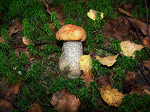 Картинка природа грибы подосиновик осень ветки листья мох