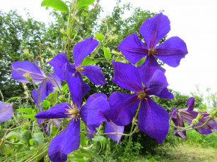 Картинка цветы клематис+ ломонос фиолетовый клематис