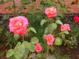 Картинка цветы розы оранжевая роза