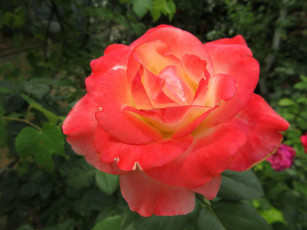 Картинка цветы розы оранжевые