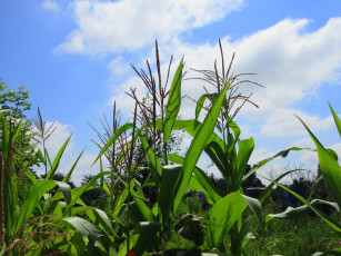 Картинка природа другое кукуруза