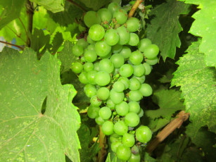 Картинка природа Ягоды +виноград виноград зелёный
