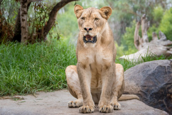 Картинка животные львы львица животное отдых красотка