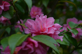 Картинка цветы камелии camellia кустарник цветение бутон листья камелия shrubs flowering bud leaf