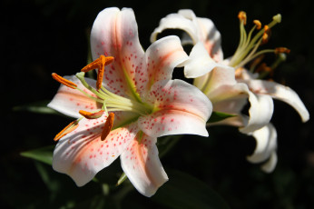 Картинка цветы лилии +лилейники дача август сад