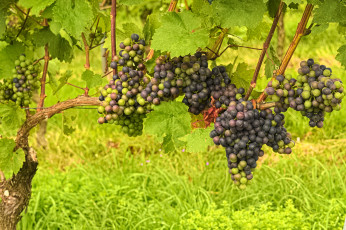 Картинка природа Ягоды +виноград the vineyard leaves grapes грозди виноград листва виноградник