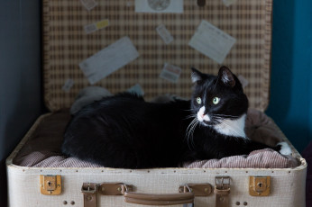 Картинка животные коты чемодан отых