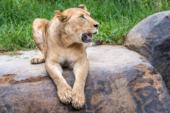 Картинка животные львы животное девочка красотка львица