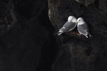 Картинка животные птицы скала отдых пара