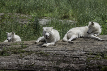 Картинка животные волки +койоты +шакалы отдых трава природа