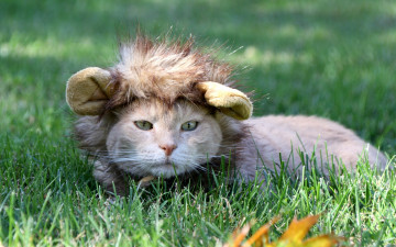 Картинка животные коты морда трава отдых парик