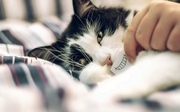 Картинка животные коты морда улыбка рука ткань