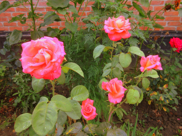 Обои картинки фото цветы, розы, оранжевая, роза