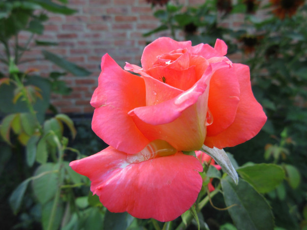 Обои картинки фото цветы, розы, оранжевая, роза