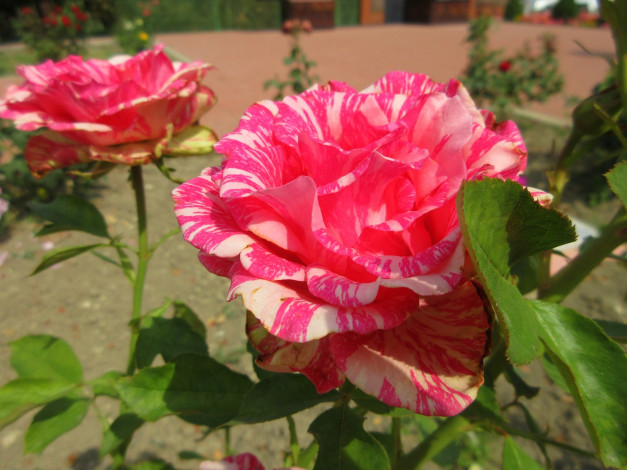 Обои картинки фото цветы, розы, розовая, роза