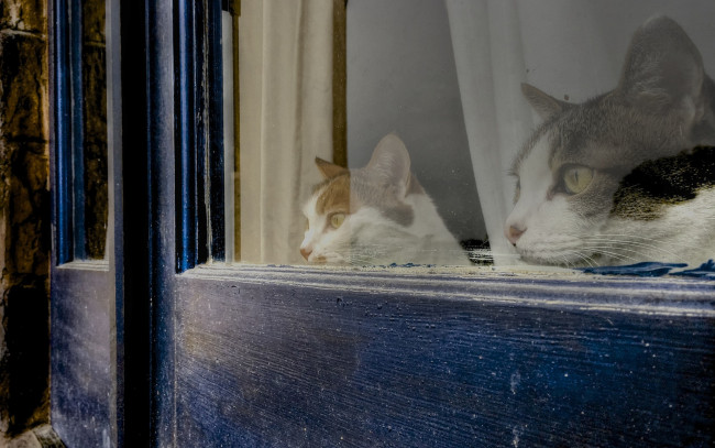 Обои картинки фото животные, коты, взгляд, морда, двое, окно