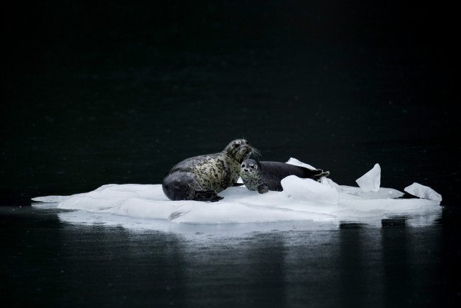 Обои картинки фото животные, тюлени,  морские львы,  морские котики, природа, вода, льдина, пара