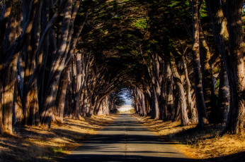 Картинка природа дороги деревья дорога шоссе