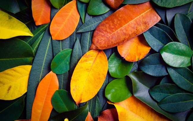 Обои картинки фото природа, листья, фон, осень, colorful, texture, background, leaves, autumn