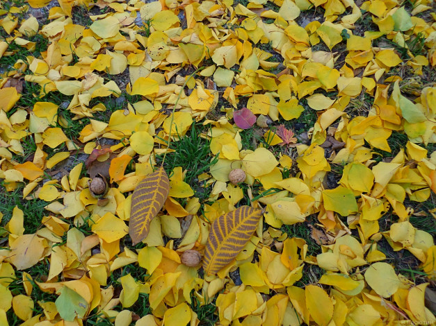 Обои картинки фото природа, листья, орехи
