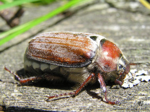 Картинка майский жук животные насекомые