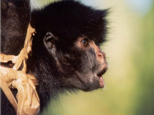 Картинка животные обезьяны