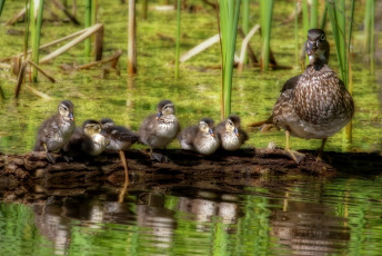 Картинка животные утки мама малыши вода семья