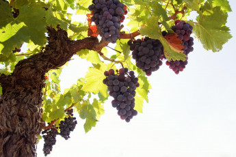 Картинка природа Ягоды виноград листья кисть лоза гроздь